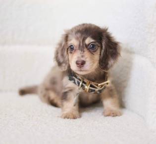 MINIATURE DACHSHUND Puppies D154 PREMIUM Quality G