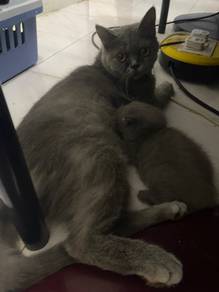 bsh