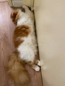 Persian semiflat