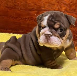 ENGLISH BULLDOG PUPPIES  Male C014