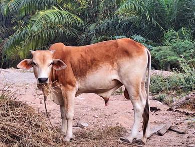 Lembu korban murah