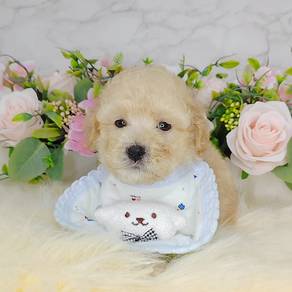 Poodle