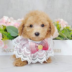 Poodle