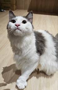 Car For Adoption