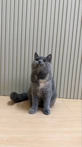 Kitten