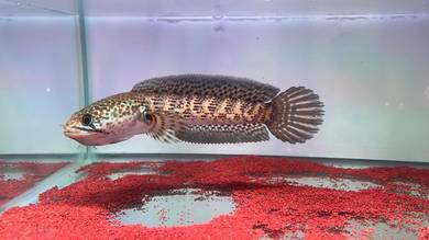 Ikan Channa fish Auranti Cobra 6 inch (ACS-20)