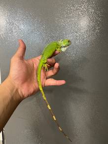 green iguana