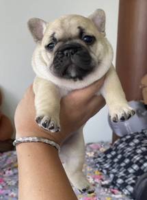 FRENCH BULLDOG PUPPIES VIP846🌻 Girl
