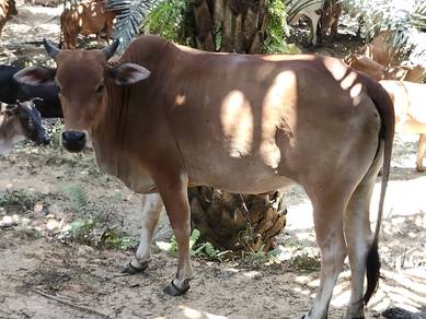 lembu korban untuk di jual 
