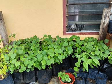 Anak Pokok Roselle 