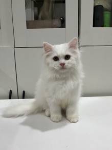 kucing comel