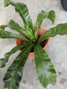 birds nest fern....sarang burung