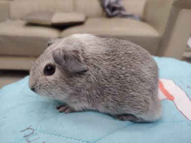 Guinea Pig Tikus Belanda Arbok Jantan