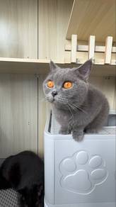 BSH for Rehome with fee