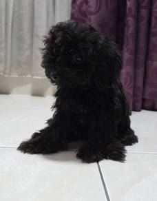 Maltipoo