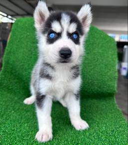 Husky