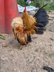 ayam serama