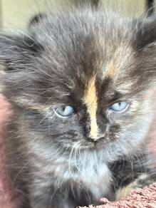 Persian kitten