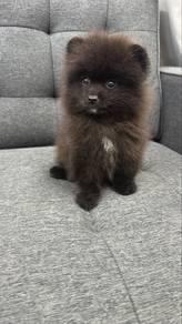 Black Color Male Pomeranian Puppy M-300