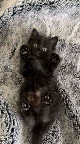 Bsh Black Kitten