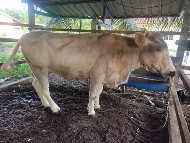 lembu 