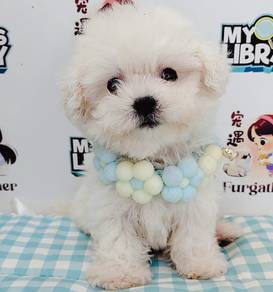 Bichon Frise