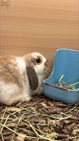 Holland lop Rabbit for sale