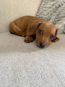 Sweetheart Dachshund Premium Long Body Puppy Baby