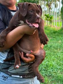 Pitbull puppy