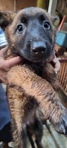 Belgian Malinois Shepherd