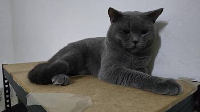 Kucing BSH