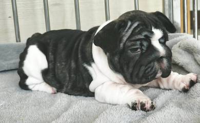 FRENCH BULLDOG PUPPIES 🌻A199 Cute & Big Rope