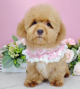 Poodle
