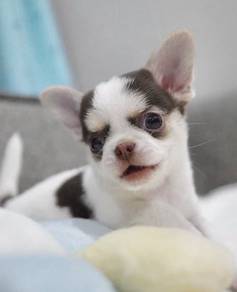 CHIHUAHUA PUPPIES VIP191🌷Head Apple Cute Dog Boy