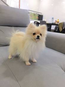 Tiny Pomeranian Female pup
