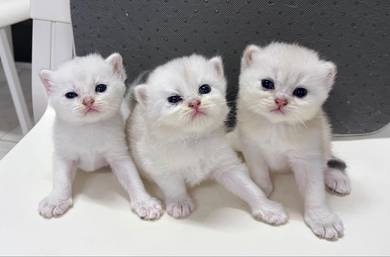 Baby British Short Hair Silver