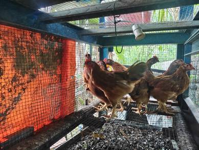 Anak Ayam Rhode Island Red 