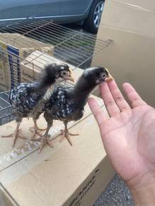anak ayam Barred Plymouth Rock