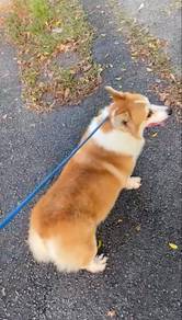 Adult corgi for adopt