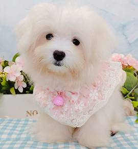 Maltese