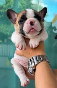 FRENCH BULLDOG PUPPIES VIP210🌻Cute & Healthy