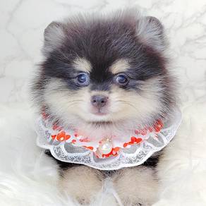 Pomeranian