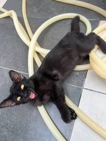 kucing untuk dibela free