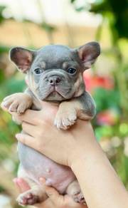 Cute French Bulldog Puppy - Male - FB08