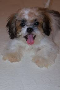 J0856 Shih Tzu Cute Teddy Bear Face Puppy