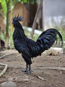 ayam cemani / ayam hitam