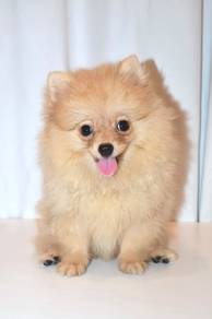 J0073 Pomeranian Fox Face Fluffy Baby Puppy