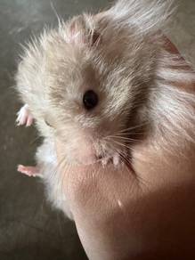 hamster big bone