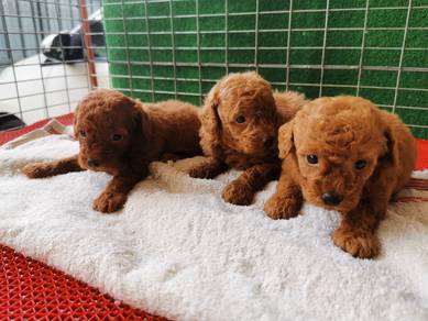 Red Toy Poodle Teddy 1802A