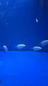 Kaloi albino